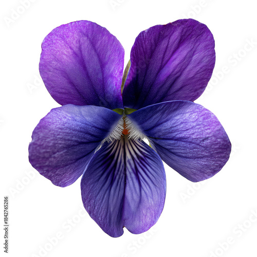 Flower With Purple Petals Showing Detailed Lines in the Center, Displayed Aga...