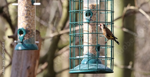 Closeup of a Goldfinch on a bird feeder, Yorkshire England
