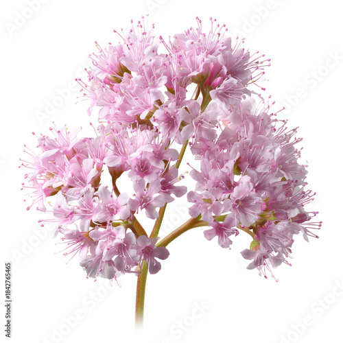 Branch With Light Pink Flowers and Green Leaves in a Simple Design on a White Background