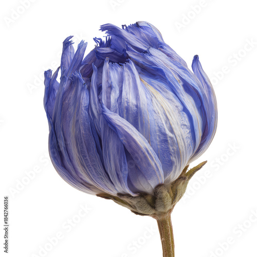 Dried Flower With Natural Colors and Structure on White Background in Simple ...