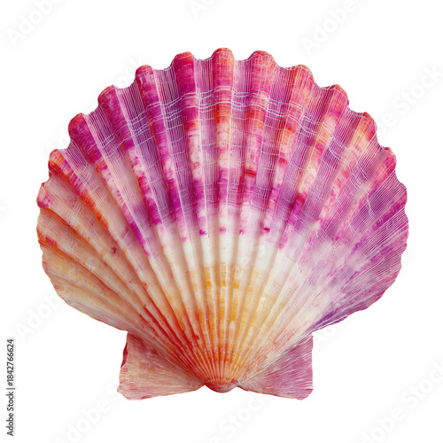 Colorful Scallop Shell Displayed on a Plain Background Showcasing Its Natural...