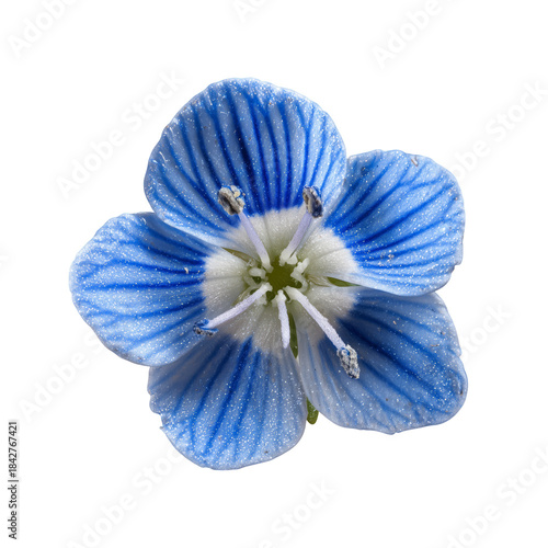 Fragrant Blue Flower With White Center Grows in Garden During Sunny Afternoon...
