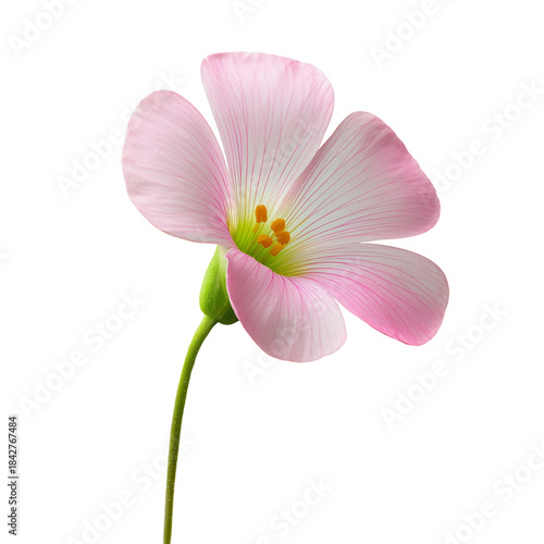 Pink Flower With a Long Stem Showing Details of Petals and Center in a Clear ...