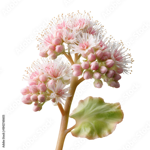 Flowers With Pink Buds and White Petals in Natural Setting Close to Blooming ...