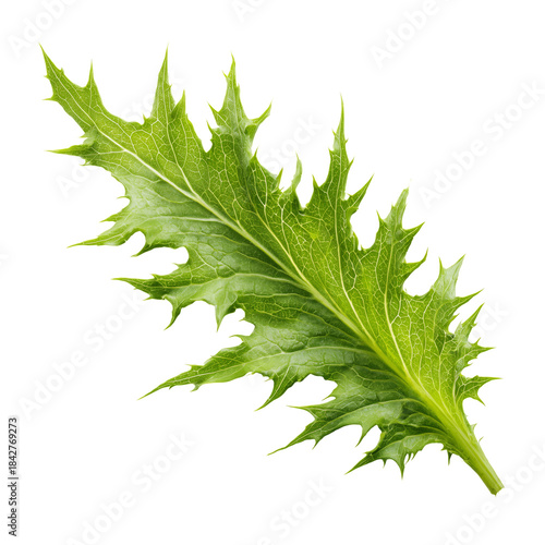 Green Leafy Plant With Jagged Edges Placed on a White Background for Focus on...