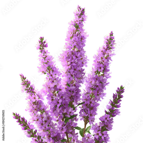 Flowers With Purple Petals Standing Tall Against a White Background