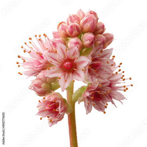 Close View of Pink Flowers With Delicate Petals and Buds on a Green Stem in N...