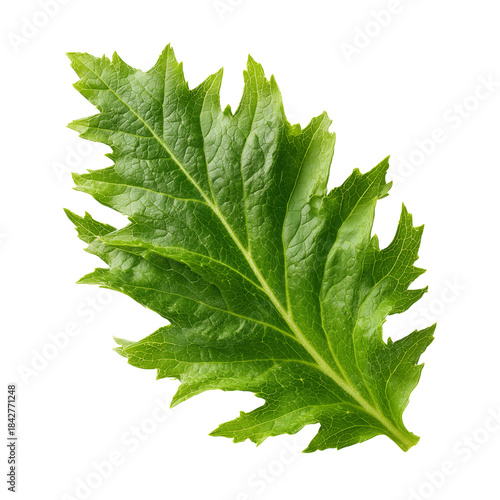 Green Leafy Plant With Jagged Edges Placed on a White Background for Focus on...