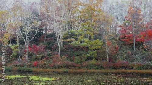 色とりどりの紅葉が残る蓮池のほとりで静かに舞う粉雪が次第にふわふわと大粒になり、木々の葉に積もっていく晩秋の風景
