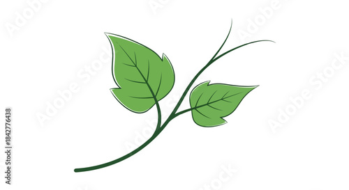 Vibrant green leaves and stem against a clean white background depicting new growth Vector