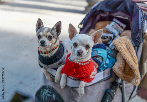 Fototapeta Naklejka Na Ścianę i Meble -  Two small toy terrier dogs in cute sweaters and bead accessories sitting in a stroller