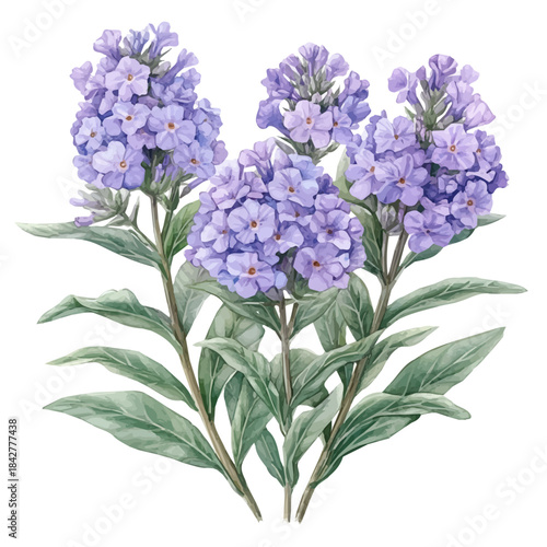 Statice Flower, vibrant watercolor vector, isolated on a white background, high quality and detailed design.