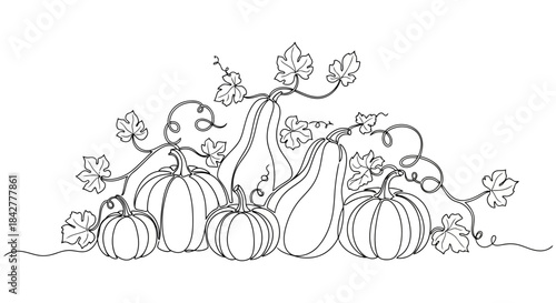 A charming line art illustration of autumn harvest pumpkins and gourds with swirling vines Vector