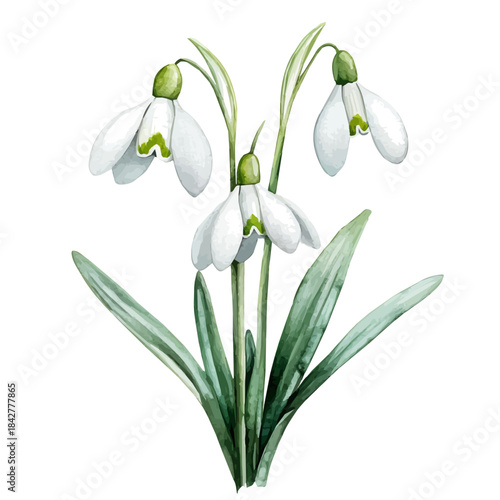 Snowdrop Flower, soft and charming watercolor, isolated on a white background, delicate and elegant style.