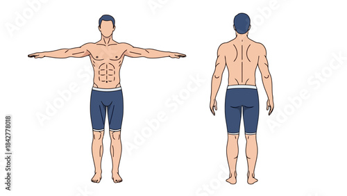 Male Anatomy Vector Illustration: Front and Back View of Muscular Man