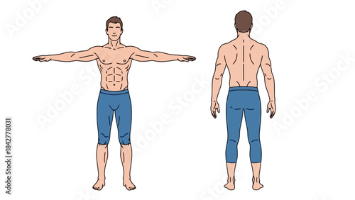 Male Anatomy Front and Back View T-Pose Vector Illustration on White Background