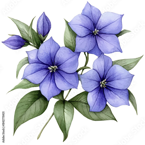 Shooting Star Flower, vibrant watercolor vector, isolated on a white background, high quality and detailed design.