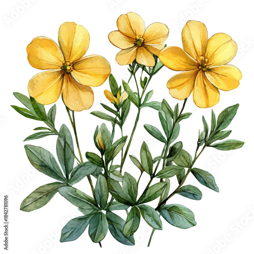 Rue Flower, high quality watercolor, isolated on a white background, vibrant details.