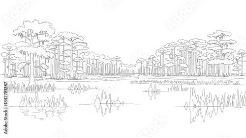 Bald Cypress Swamp Forest Outline Vector Landscape for Wetland Projects