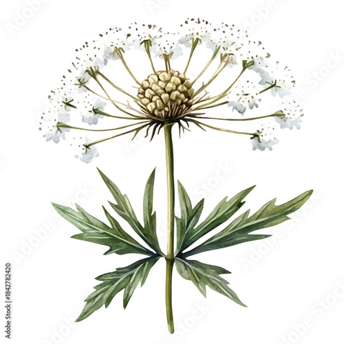 Queen Annes Lace Flower, vibrant watercolor vector, isolated on a white background, high quality and detailed design.