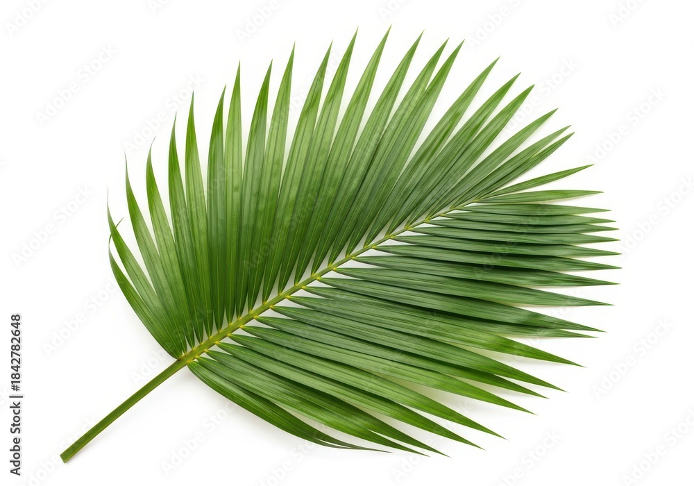 Fototapeta premium Single vibrant green palm frond extends across a clean white background.