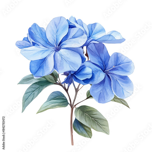 Tableau sur toile Plumbago Flower, beautiful watercolor illustration, isolated on a white background, soft and delicate colors