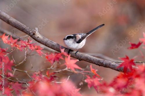 Naklejka 枝に止まる野鳥