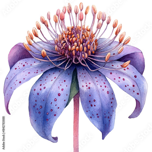 Pincushion Flower, vibrant watercolor vector, isolated on a white background, high quality and detailed design.