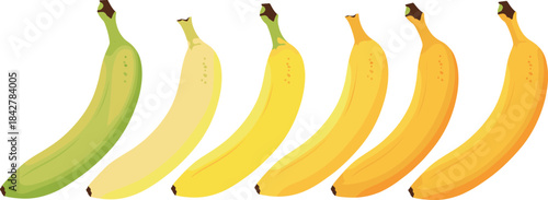 Colorful banana ripening stages illustration showing green to yellow ripe fruit progression for food education, nutrition guides, and packaging design