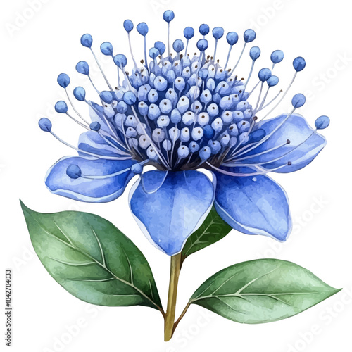 Pincushion Flower, beautiful watercolor illustration, isolated on a white background, soft and delicate colors.