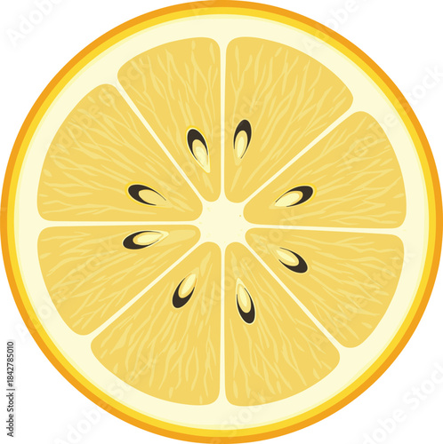 Detailed yellow lemon slice illustration with citrus texture, fresh fruit cross-section design for food art, stickers, and branding