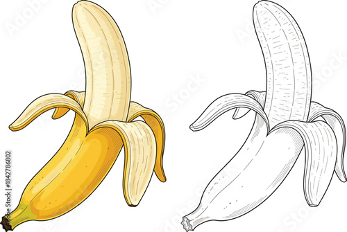 Realistic peeled banana illustration with detailed shading and outline version, fresh tropical fruit design for food graphics and packaging