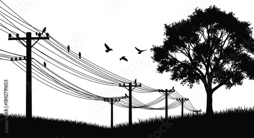 Utility poles, power lines, birds, silhouette tree, rural scene, flying birds, grassy hill, infrastructure art, nature blend, tranquil landscape