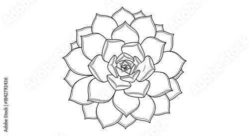 An abstract line drawing of a succulent flower, depicted in a minimalist black and white style on a clean white background, showcasing an artistic abstrak hitam putih design.