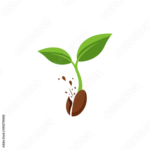 Seedling Sprout With Two Green Leaves.