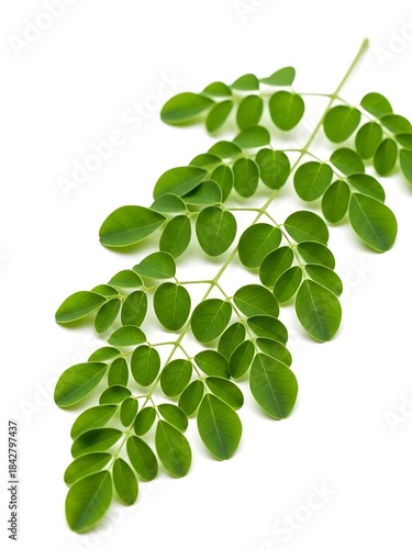 Fresh green moringa oleifera leaves on white background