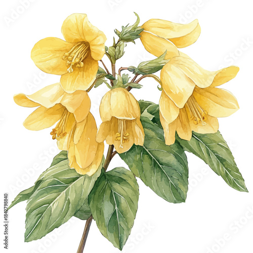 Yellow Archangel Flower, playful watercolor vector painting with subtle shadowing and soft gradients, isolated on a white background.