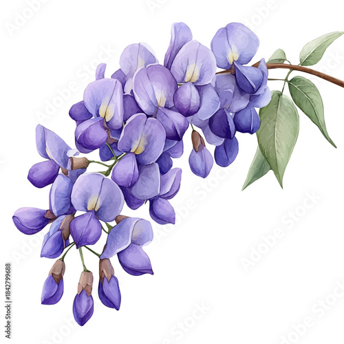 Wisteria Flower, serene watercolor vector artwork with smooth washes of color and refined textures, isolated on a white background.