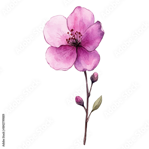 Wishbone Flower, serene watercolor vector artwork with smooth washes of color and refined textures, isolated on a white background.