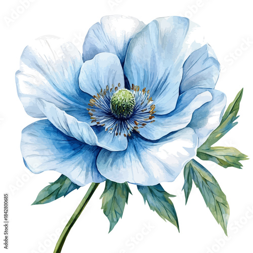 watercolor draw of Windflower Flower, isolated on a white background.