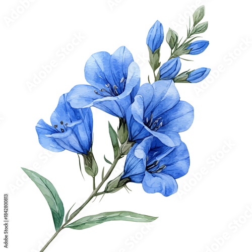 Wild Indigo Flower, lively watercolor vector drawing with intricate brush, isolated on a white background.