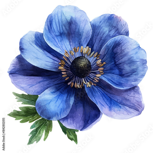 watercolor hand-drawn of Windflower Flower, isolated on a white background.