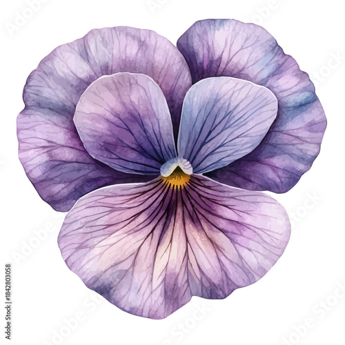 Viola Flower, serene watercolor vector artwork with smooth washes of color and refined textures, isolated on a white background.