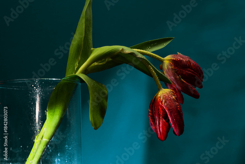 Czerwone tulipany na ciemnym tle tworzą dramatyczną i elegancką kompozycję kwiatową o silnym kontraście. © Elżbieta Kaps