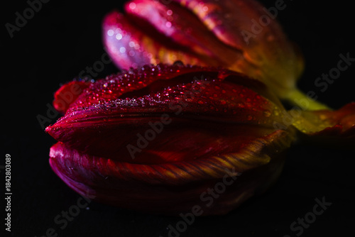 Czerwone tulipany na ciemnym tle tworzą dramatyczną i elegancką kompozycję kwiatową o silnym kontraście. © Elżbieta Kaps