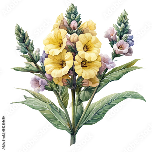 Verbascum Flower, elegant watercolor vector illustration with flowing lines and gentle color transitions, isolated on a white background.