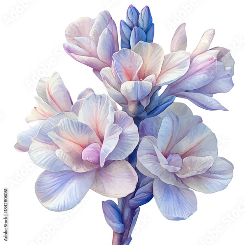 Tuberose Flower, serene watercolor vector artwork with smooth washes of color and refined textures, isolated on a white background.