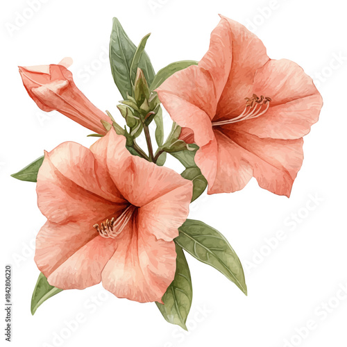 Trumpet Creeper Flower, lively watercolor vector drawing with intricate brush, isolated on a white background.