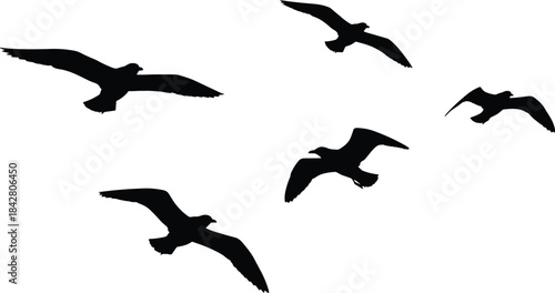 Silhouettes of five birds in flight, black figures showing wing variation and dynamic motion, avian movement illustration concept
