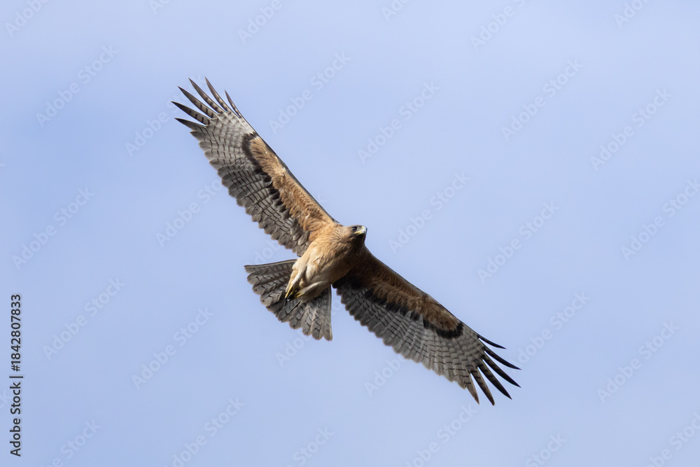 Obraz premium Bonelli’s Eagle (Aquila fasciata) Soaring in the Sky Above Limassol, Cyprus
